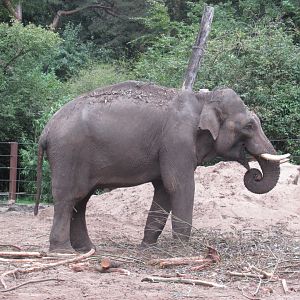 09 2023 - Asian elephant, adult male 'Maurice'