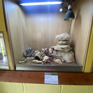 Crevice spiny lizard exhibit - IOW Reptilarium 150923