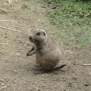 09 2023 - Prairie dog, juvenile