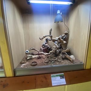 Dwarf sungazer exhibit - IOW Reptilarium 150923