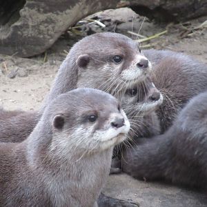 09 2023 - Asian small clawed otters