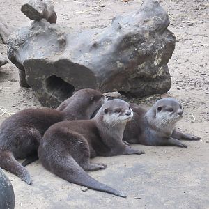 09 2023 - Asian small-clawed otters