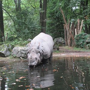 09 2023 - Indian Rhino, adult male