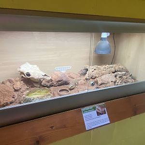 Blue-tongued skink exhibit - IOW Reptilarium 150923