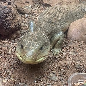 Blue-tongued skink - IOW Reptilarium 150923