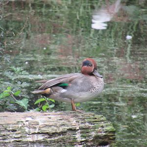 09 2023 - Eurasian Green Winged Teal