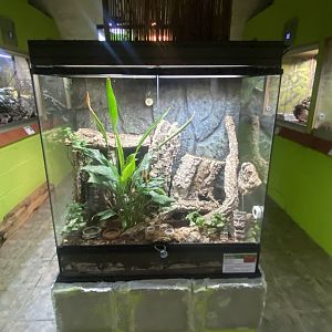Vietnamese golden gecko exhibit - IOW Reptilarium 150923