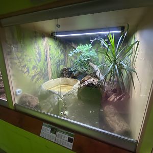 Green basilisk/Neotropical painted wood turtle exhibit - IOW Reptilarium 150923