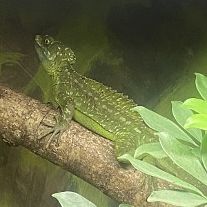 Green basilisk - IOW Reptilarium 150923
