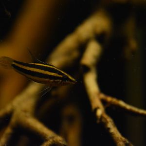 Bintan licorice gourami (Parosphromenus bintan)
