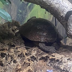 Neotropical painted wood turtle - IOW Reptilarium 150923