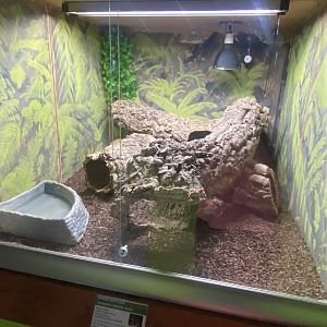 Taiwan beauty snake exhibit - IOW Reptilarium 150923