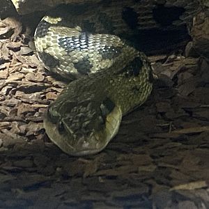 Taiwan beauty snake - IOW Reptilarium 150923