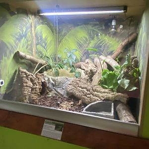 Green basilisk exhibit - IOW Reptilarium 150923