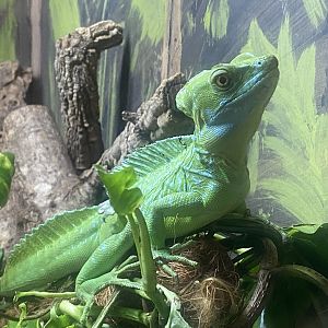 Green basilisk - IOW Reptilarium 150923