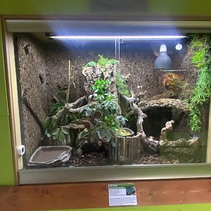 Fiji banded iguana exhibit - IOW Reptilarium 150923