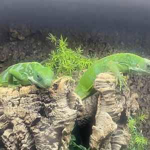 Fiji banded iguanas - IOW Reptilarium 150923