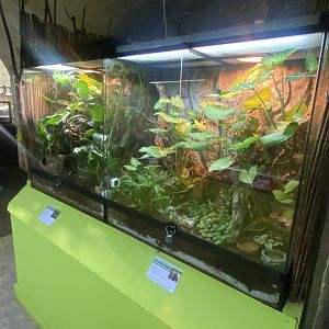 Forest Zone - IOW Reptilarium 150923