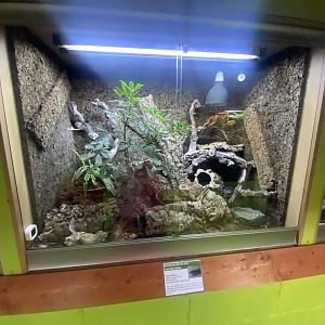 Greater Madagascar day gecko exhibit - IOW Reptilarium 150923