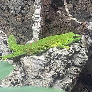 Greater Madagascar day gecko - IOW Reptilarium 150923