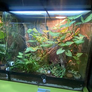 Vieillards chameleon gecko exhibit - IOW Reptilarium 150923