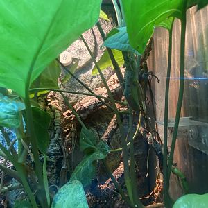 Vieillards chameleon gecko - IOW Reptilarium 150923