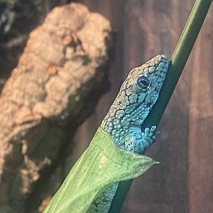 Vieillards chameleon gecko - IOW Reptilarium 150923