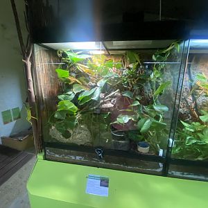 Checkered gartersnake exhibit - IOW Reptilarium 150923