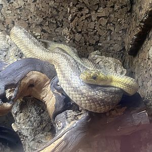 Yellow rat snake - IOW Reptilarium 150923