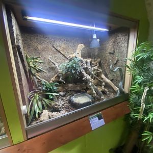 Japanese ratsnake exhibit - IOW Reptilarium 150923