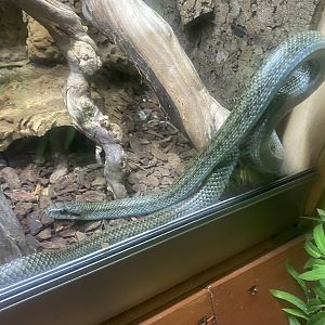 Japanese ratsnake - IOW Reptilarium 150923
