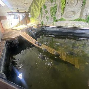 Mixed slider exhibit - IOW Reptilarium 150923