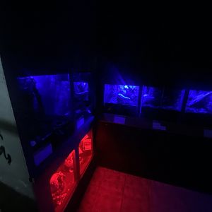 Nocturnal Zone - IOW Reptilarium 150923