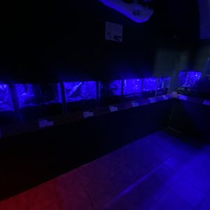 Nocturnal Zone - IOW Reptilarium 150923