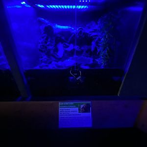 Land hermit crab exhibit - IOW Reptilarium 150923