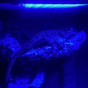 New Caledonia bumpy gecko - IOW Reptilarium 150923