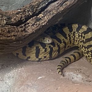 Gopher snake - IOW Reptilarium 150923