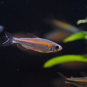 Fantastic Congo tetra (Phenacogrammus sp. “Fantastique”)