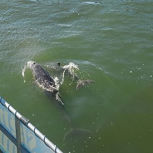 Atlantic Bottlenose Dolphins