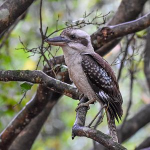 Laughing Kookaburra