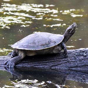 Brisbane River Turtle