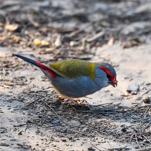 Red-browed Finch