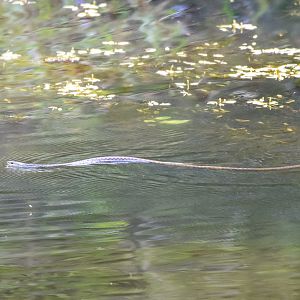 Keelback swimming