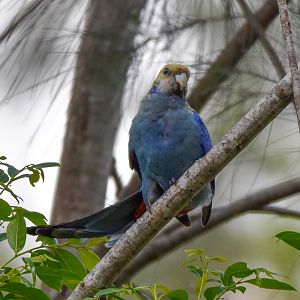 Pale-headed Rosella