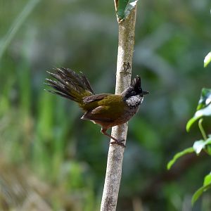 Eastern Whipbird