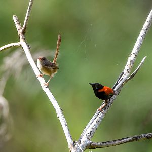 Red-backed Fairywrens