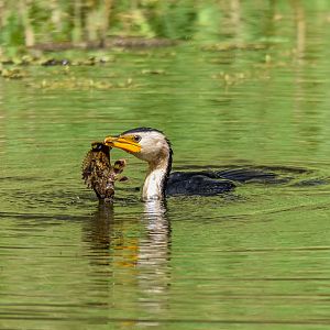 Little Pied Cormorant with Freshwater Stonefish/Bullrout