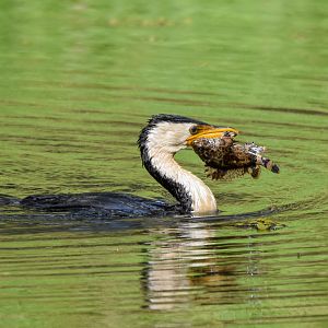 Little Pied Cormorant with Freshwater Stonefish/Bullrout