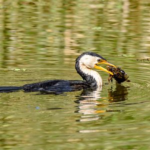 Little Pied Cormorant with Freshwater Stonefish/Bullrout