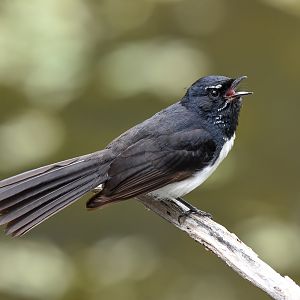 Willie-Wagtail
